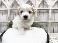 Milo, a male Coton de Tulear for sale in Cabool, MO – 3 of 6