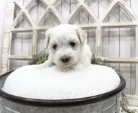 Murphy, a male Coton de Tulear for sale in Cabool, MO – 3 of 7