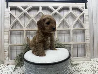 Clyde, a male Cavapoo for sale in Cabool, MO – 6 of 6