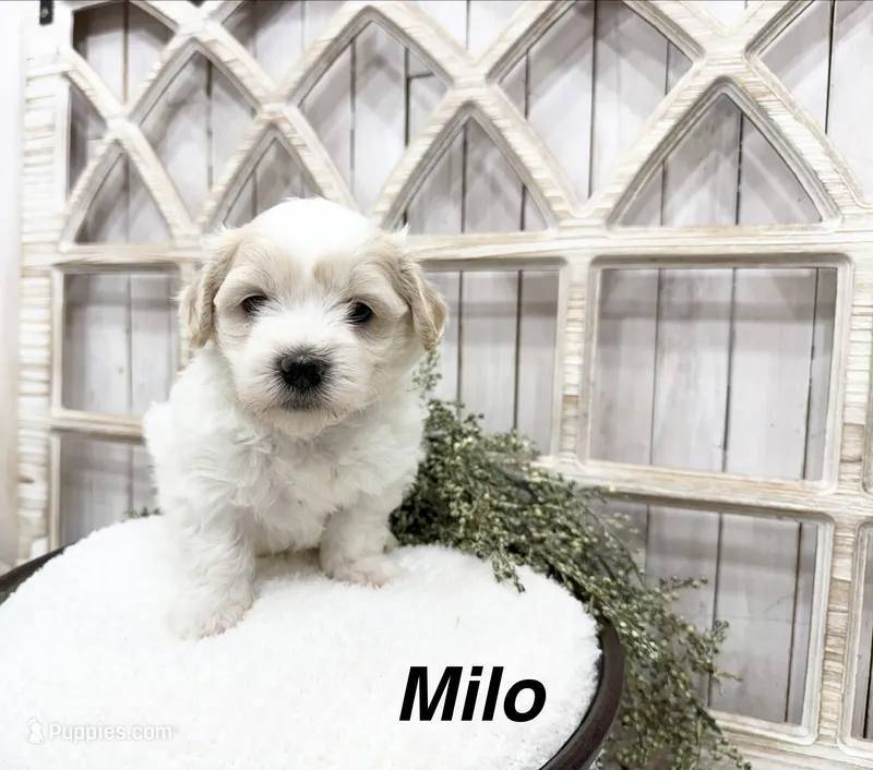 Milo – Coton de Tulear puppy for sale in Cabool, MO