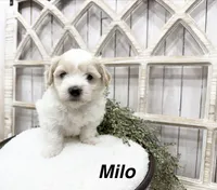 Milo, a male Coton de Tulear for sale in Cabool, MO – 1 of 6