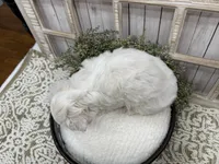 Axel, a male Coton de Tulear for sale in Cabool, MO – 4 of 8