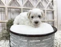 Murphy, a male Coton de Tulear for sale in Cabool, MO – 6 of 7