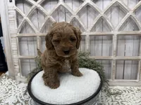 Clyde, a male Cavapoo for sale in Cabool, MO – 2 of 6