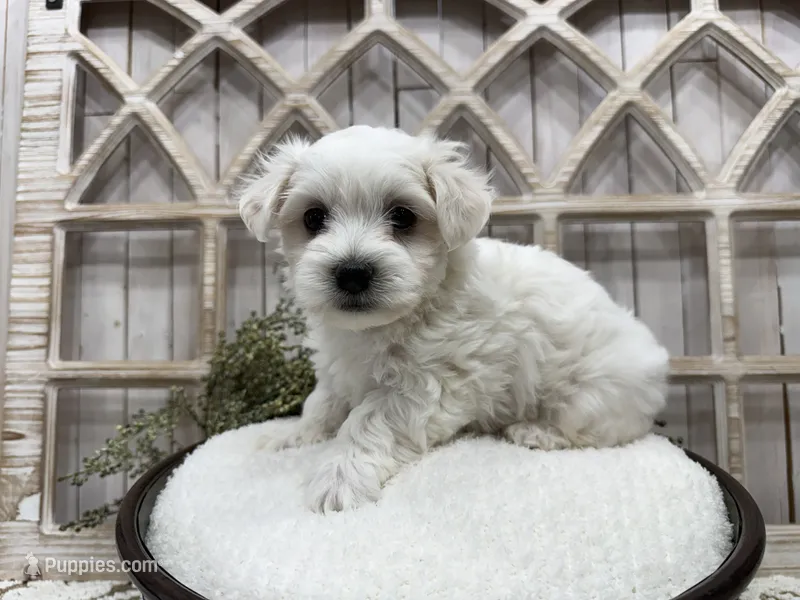 Axel – Coton de Tulear puppy for sale in Cabool, MO