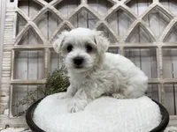 Axel, a male Coton de Tulear for sale in Cabool, MO – 1 of 8