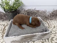 Rudy, a male Cavapoo for sale in Cabool, MO – Photo 7 of 7