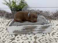 Rudy, a male Cavapoo for sale in Cabool, MO – Photo 6 of 7