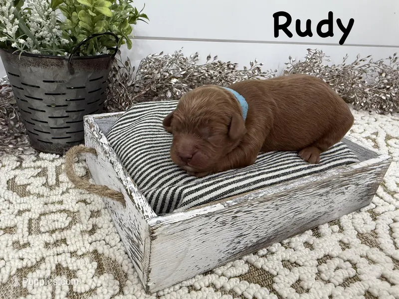 Rudy – Cavapoo puppy for sale in Cabool, MO