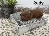 Rudy, a male Cavapoo for sale in Cabool, MO – Photo 1 of 7