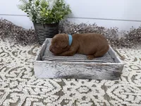 Rudy, a male Cavapoo for sale in Cabool, MO – Photo 3 of 7