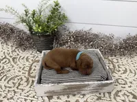 Rudy, a male Cavapoo for sale in Cabool, MO – Photo 4 of 7