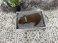 Rudy, a male Cavapoo for sale in Cabool, MO – Photo 5 of 7