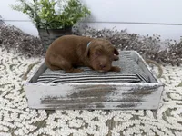 Rudy, a male Cavapoo for sale in Cabool, MO – Photo 2 of 7