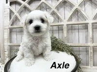 Axel, a male Coton de Tulear for sale in Cabool, MO – 3 of 8