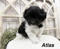 Atlas, a male Coton de Tulear for sale in Cabool, MO – 2 of 8