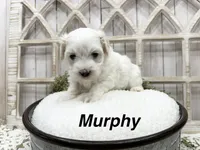 Murphy, a male Coton de Tulear for sale in Cabool, MO – 2 of 7