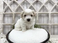 Milo, a male Coton de Tulear for sale in Cabool, MO – 5 of 6