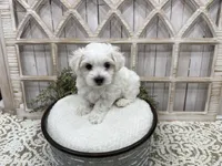 Axel, a male Coton de Tulear for sale in Cabool, MO – 8 of 8
