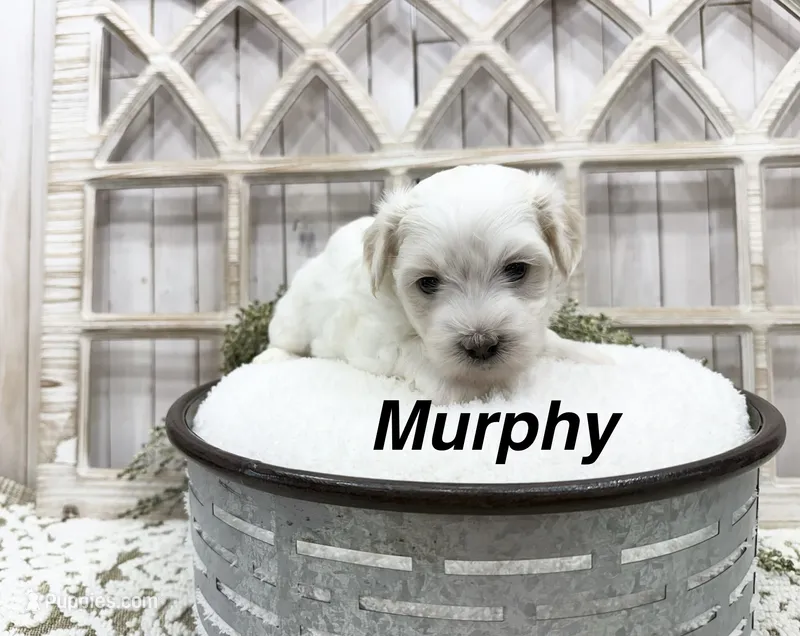 Murphy – Coton de Tulear puppy for sale in Cabool, MO