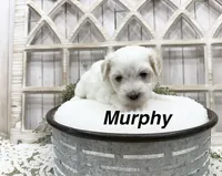 Murphy, a male Coton de Tulear for sale in Cabool, MO – 1 of 7