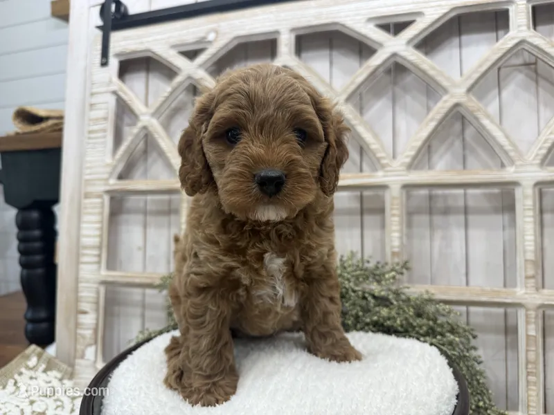Clyde – Cavapoo puppy for sale in Cabool, MO