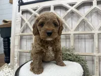 Clyde, a male Cavapoo for sale in Cabool, MO – 1 of 6