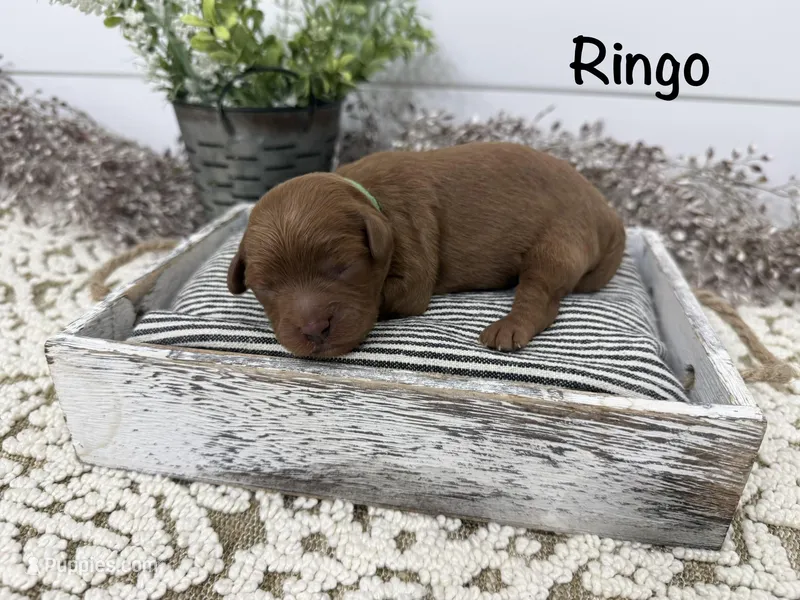 Ringo – Cavapoo puppy for sale in Cabool, MO