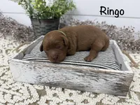 Ringo, a male Cavapoo for sale in Cabool, MO – Photo 1 of 8