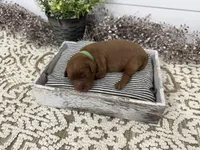 Ringo, a male Cavapoo for sale in Cabool, MO – Photo 2 of 8