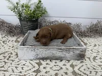 Ringo, a male Cavapoo for sale in Cabool, MO – Photo 5 of 8