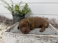 Ringo, a male Cavapoo for sale in Cabool, MO – Photo 4 of 8