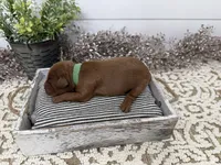 Ringo, a male Cavapoo for sale in Cabool, MO – Photo 7 of 8