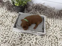 Ringo, a male Cavapoo for sale in Cabool, MO – Photo 3 of 8