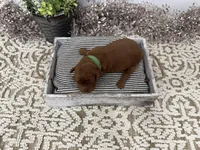 Ringo, a male Cavapoo for sale in Cabool, MO – Photo 8 of 8