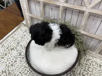 Atlas, a male Coton de Tulear for sale in Cabool, MO – 6 of 8