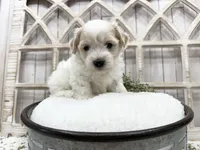 Milo, a male Coton de Tulear for sale in Cabool, MO – 2 of 6