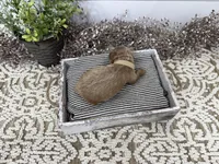 Rowdy, a male Cavapoo for sale in Cabool, MO – Photo 4 of 6