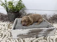 Rowdy, a male Cavapoo for sale in Cabool, MO – Photo 2 of 6