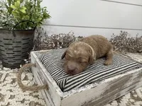 Rowdy, a male Cavapoo for sale in Cabool, MO – Photo 5 of 6