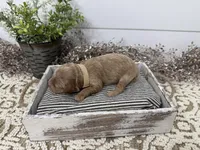 Rowdy, a male Cavapoo for sale in Cabool, MO – Photo 6 of 6