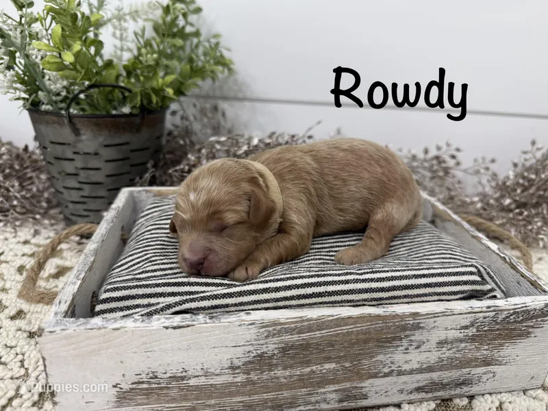 Rowdy – Cavapoo puppy for sale in Cabool, MO