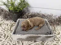 Rowdy, a male Cavapoo for sale in Cabool, MO – Photo 3 of 6