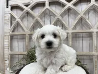 Axel, a male Coton de Tulear for sale in Cabool, MO – 7 of 8