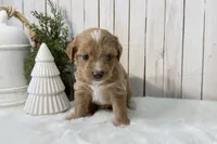 Faith, a female Miniature Aussiedoodle for sale in Cabool, MO – Photo 10 of 10