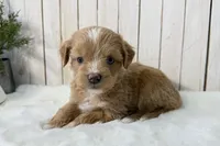 Faith, a female Miniature Aussiedoodle for sale in Cabool, MO – Photo 5 of 10