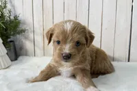 Faith, a female Miniature Aussiedoodle for sale in Cabool, MO – Photo 7 of 10