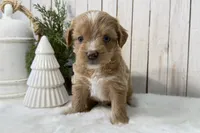 Faith, a female Miniature Aussiedoodle for sale in Cabool, MO – Photo 6 of 10