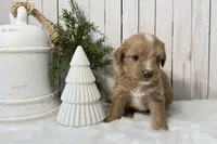 Faith, a female Miniature Aussiedoodle for sale in Cabool, MO – Photo 1 of 10