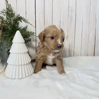 Faith, a female Miniature Aussiedoodle for sale in Cabool, MO – Photo 3 of 10